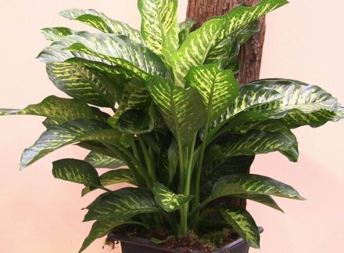 Plantas que purificam o ambiente